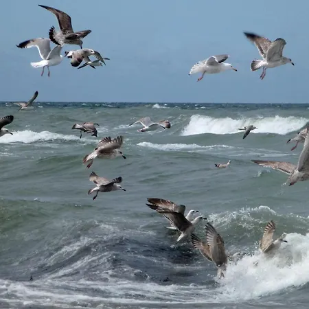 Holz-ferienhaus Mechelsdorf, Nahe Ostseebad Kuehlungsborn
